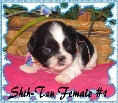 Shih Tzu Puppies for Sale
